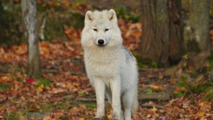 Non, ce loup préhistorique géant n'a pas vraiment été ressuscité par un laboratoire américain