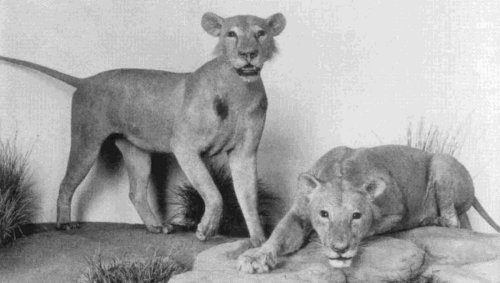 Du sang dans la brousse: la terrible histoire des lions mangeurs d'hommes du Tsavo