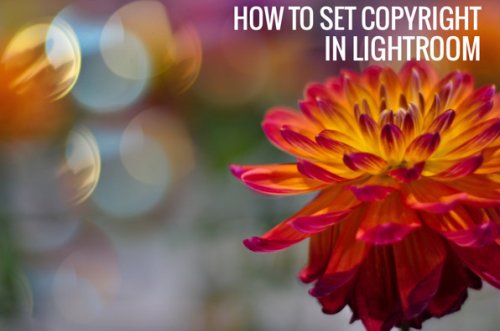 How To Easily Add Copyright In Lightroom & In Camera