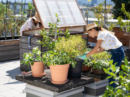 What is Urban Farming and is it Profitable?