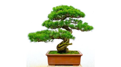 Thinking About Starting a Tree Growing Business? 10 Species to Consider