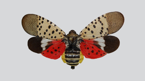 Spotted Lanternfly Poses Threat to Thousands of Small Businesses