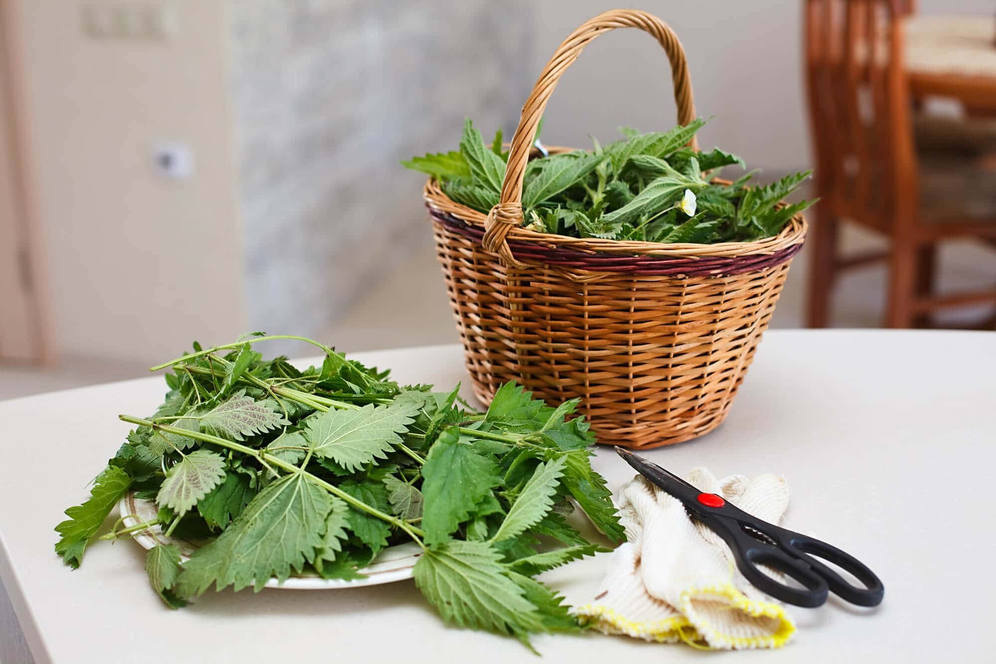 Foraging & Foraged Food Recipes cover image