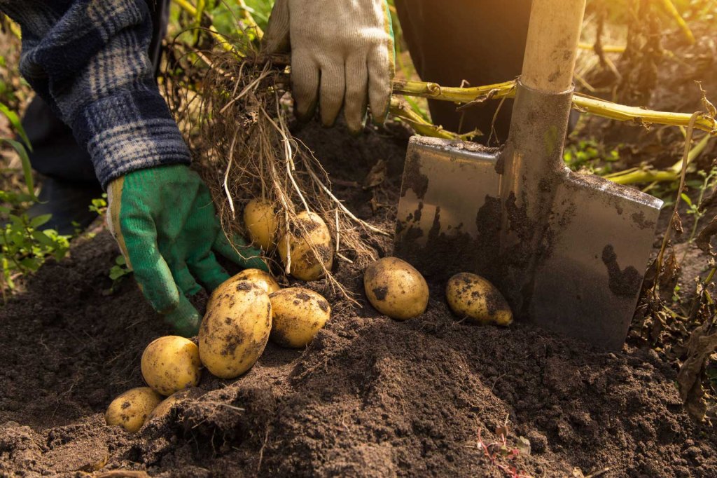 Organic Gardening & Homesteading