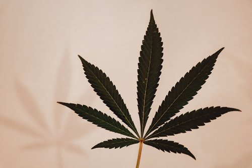 Weed to the people: recreational sales could come to town