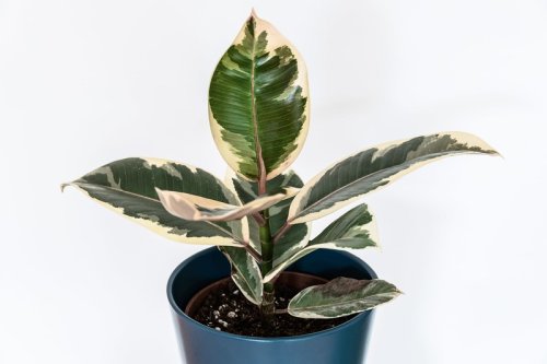 Ficus Tineke Rubber Plant Care Guide - Wild Plantage - The Houseplants & Lifestyle Blog