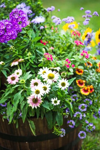50 Can't-Miss Container Gardening Ideas