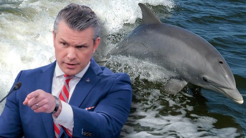 Does U.S. military use 'kamikaze dolphins?' We dived into claim