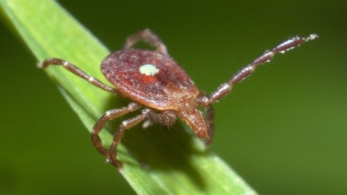 8 rumors involving disease-spreading ticks we've investigated