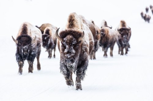 Bison Are Only Animals to Walk Through Blizzards to Instinctively Get Through Bad Weather Faster?