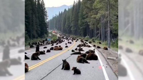 Yellowstone rumor claiming hundreds of bears blocked park entrance originated as satire
