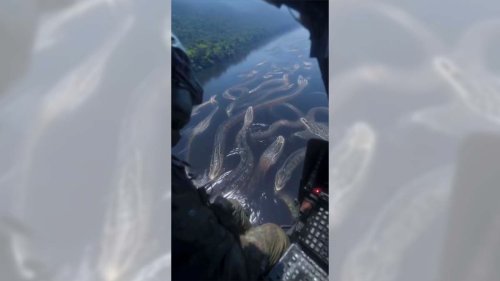 Video shows helicopter pilot's discovery of massive anacondas swimming in river?