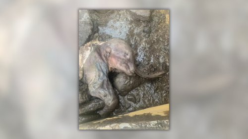 Authentic Picture of 30,000-Year-Old Baby Mammoth Remains?