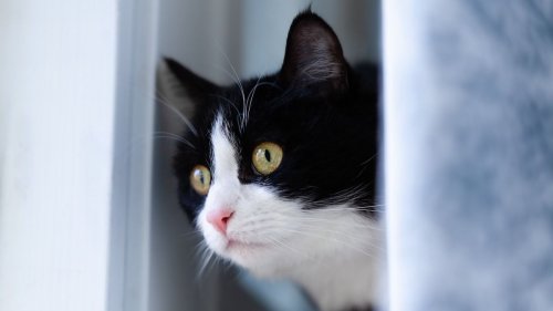 'My next-door neighbour’s cat wants to live with me and I’m not sure what to do.' AITA? UPDATED 3X + KITTY PIC