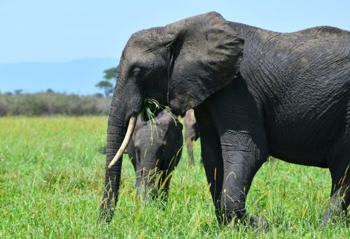 Learning to Eat the Elephant of Stress