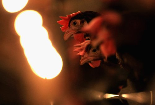 New Mexico chicken farm infected with avian influenza