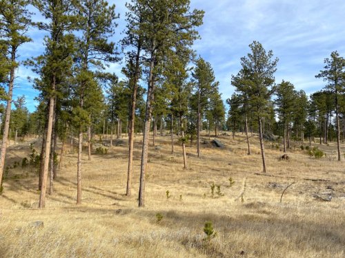 We know what the timber industry needs, but what can the Black Hills provide?