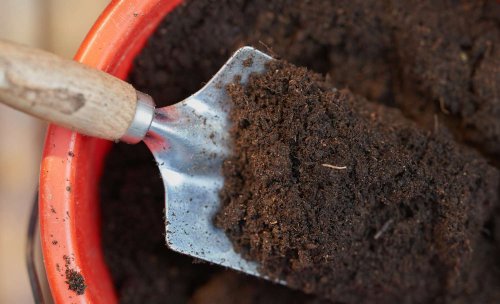Can You Reuse Potting Soil? Here's What You Need To Know