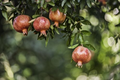 How To Grow And Care For Pomegranates