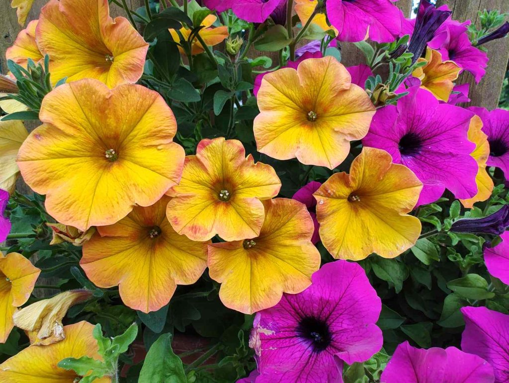 Gardening
 - cover