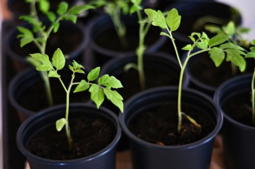 When To Transplant Tomato Seedlings For a Successful Harvest