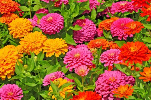 How To Grow And Care For Zinnias