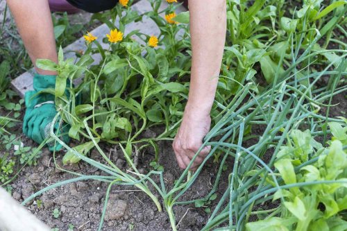 These Plants Are The Best Deterrents For Garden Pests, According To An Expert