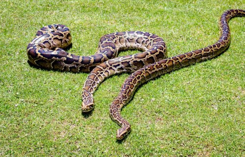 Florida's Invasive Burmese Pythons “Likely Impossible” To Defeat, Scientists Worry