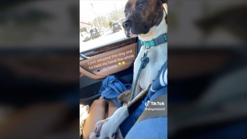 South Carolina Rescue Dog Holds New Owner’s Hand “Whole Way Home” From Shelter