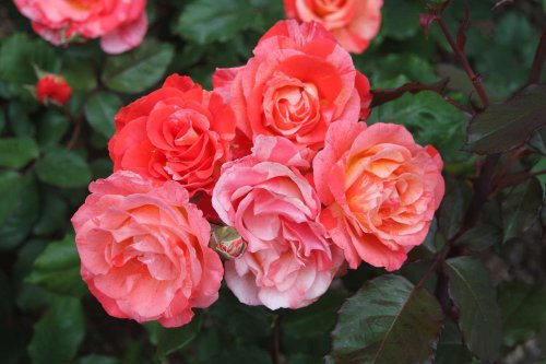 Will Coffee Grounds Help Your Roses Bloom?