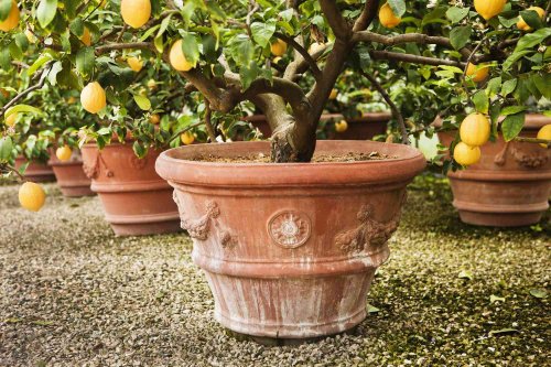 How To Grow And Care For A Dwarf Fruit Tree