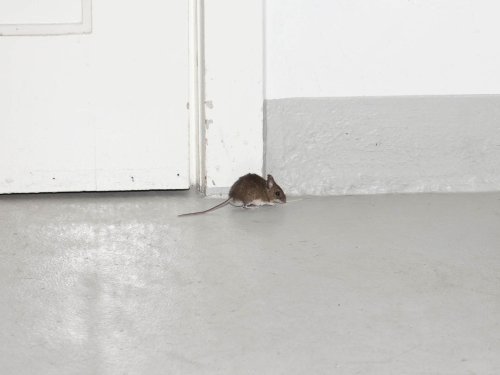How To Get Rid Of Mice And Keep Them Away From Your Home, According To An Expert