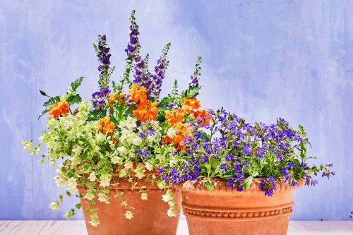 Plant Your Easiest-Ever Spring Pots With These Colorful Container Garden Recipes