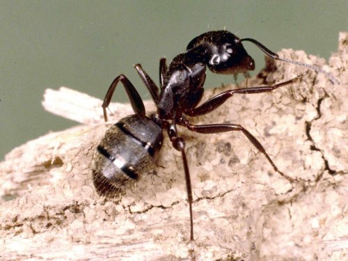 How To Get Rid Of Carpenter Ants, According To Experts