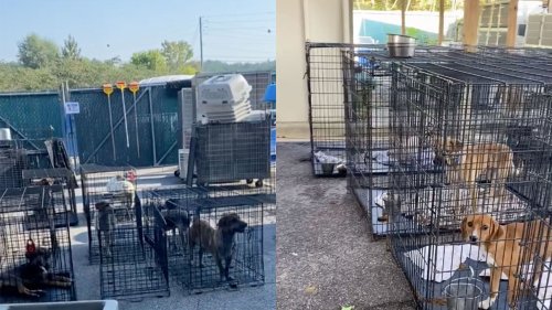 "Please Adopt Or Foster!": Over-Capacity Alabama Animal Shelter Forced To Put Dogs Outside