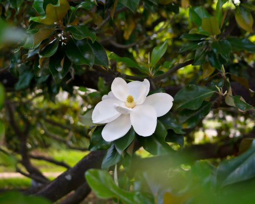 15 White Flowering Trees To Brighten Any Landscape