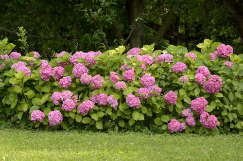 This Is How Big Different Varieties Of Hydrangeas Will Grow