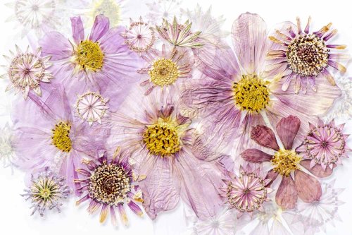4 Ways To Dry Flowers To Preserve Their Beauty