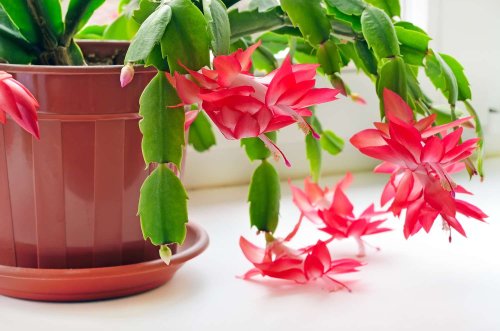 How To Make A Christmas Cactus Bloom, According To An Expert