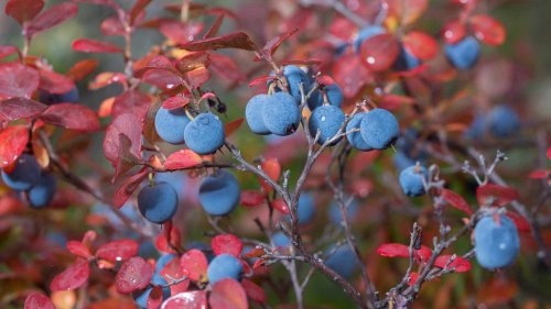 8 Tidy Shrubs For Beautiful Fall Color