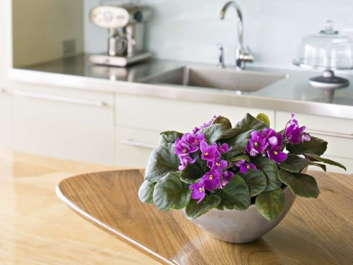 13 Of The Best Plants To Grow In Your Kitchen