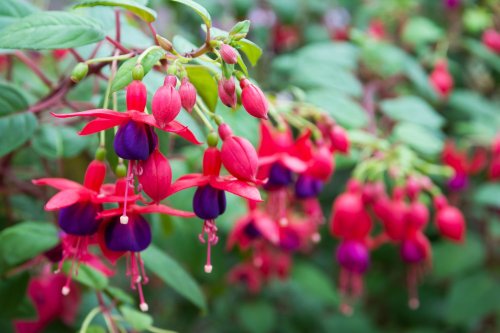 How To Grow And Care For Fuchsias