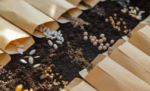 12 Plants That Aren't Worth Growing From Seed, According To Gardening Pros