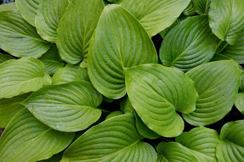 20 Best Shade-Loving Plants To Brighten Your Yard