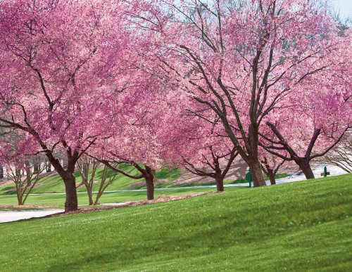 4 Best Cherry Trees To Grow In The South Flipboard 4-best-cherry-trees-to-grow-in-the-south-flipboard