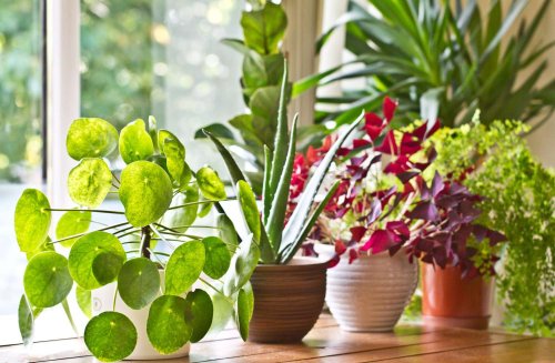 Here's Why You Should Use The Ice Cube Method With Your Houseplants