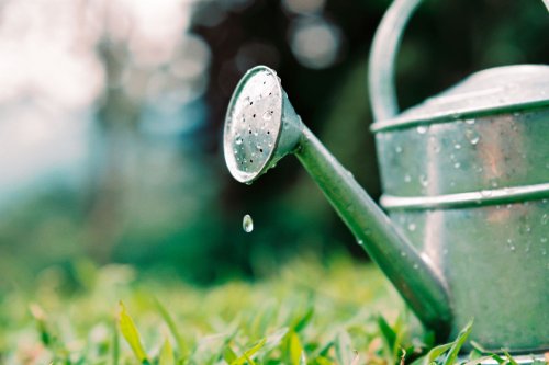 Is It Better To Water Plants In The Morning Or The Evening?