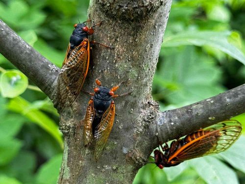 Will Cicadas Harm Your Garden? Here's What To Know