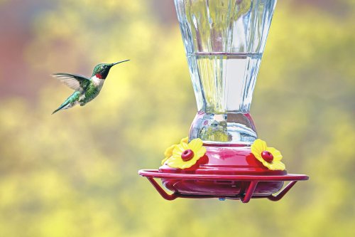 How To Protect Your Hummingbird Feeder From Ants