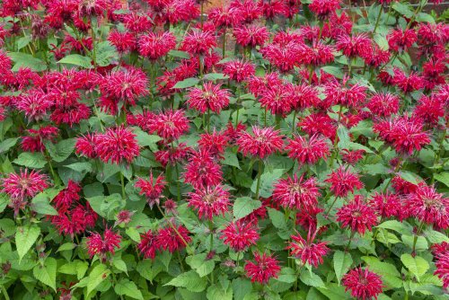 The Best Plants For USDA Zone 6